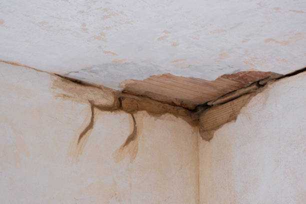 Best Professional water damage repair  in Lakeview, WA