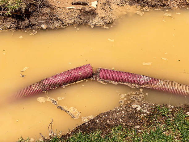 Best Flood restoration services  in Lakeview, WA